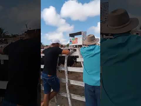 bezzerros Nelore a 2000 reais na feira de Gado de jupi Pernambuco #viraliza