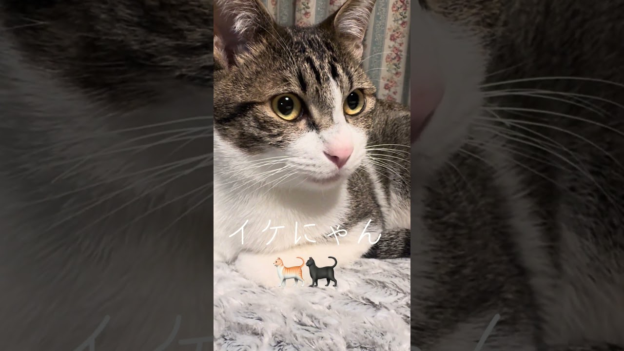 今日は、四六時中黄昏ています😊 男の子 女の子 生後10ヶ月 #保護猫 #里親 #猫のいる暮らし  #今日のにゃんこ