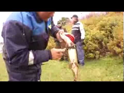 Oulu-lehti: Lippoajat Oulujoella