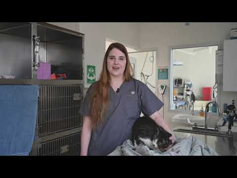 Potter League Spay/Neuter Post-Operative Care Instructions​ for Cats