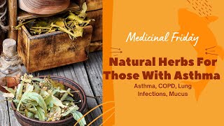 Natural Herbs For Those With Asthma - Medicinal Friday - Asthma, COPD, Lung Infections, Mucus