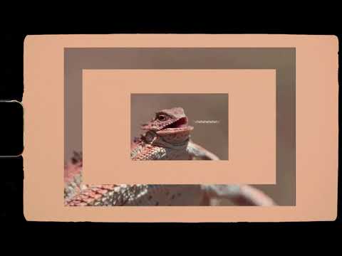 Sabot x Dexter - Hejt