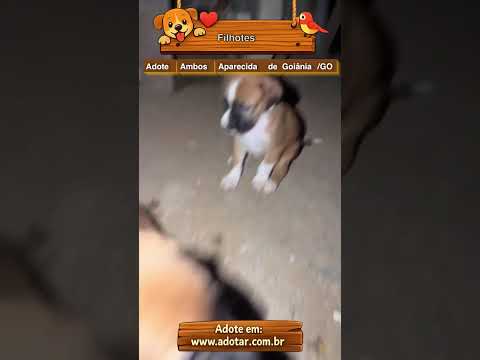Vídeo do cachorro Filhotes , em Aparecida de Goiânia-GO