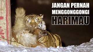 Download lagu Tiger Attacks Dog That Barks At It mp3
