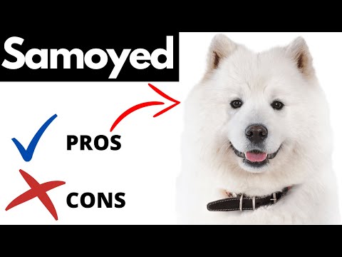 YouTube video about: Are samoyed good apartment dogs?