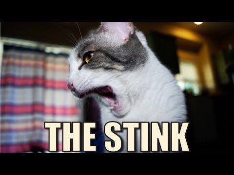 Talking Kitty Cat 62  - The Stink