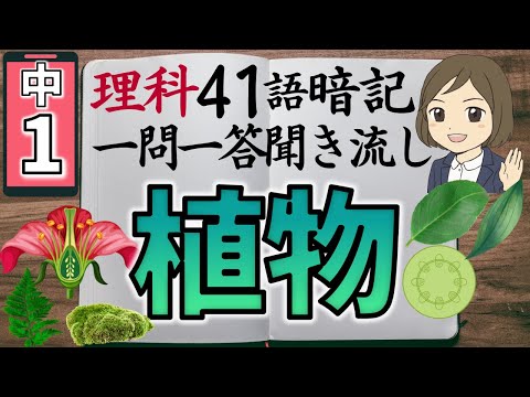 一年生のヒメバネ 植物