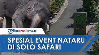 Sambut Natal & Tahun Baru, Solo Safari Tawarkan Meet & Greet bareng Masha & The Bear