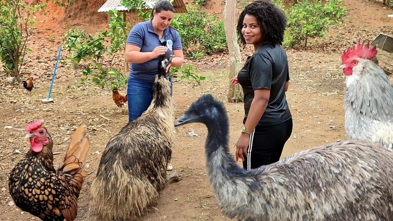 Você Também Abandonaria Sua Profissão Para Criar Aves Ornamentais❓🤔@Jefferson00