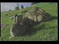 Rare Teletubbies Opening Music