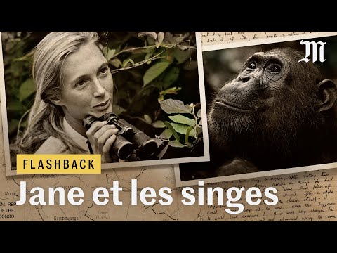 Mort de Jane Goodall : ce que les singes lui ont appris