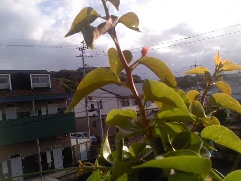 地面に切られた近くの枝検索枝からブーゲンビリアを育てることができますか