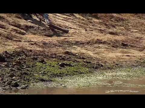 Djuma: Egyptian Geese keeping eye on Water Monitor Lizard - 10:51 - 07/07/21
