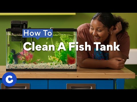 How To Clean A Fish Tank | Chewtorials