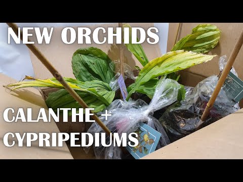 download lagu mp3 mp4 Cypripedium Orchids For Sale, download lagu Cypripedium Orchids For Sale gratis, unduh video klip Cypripedium Orchids For Sale