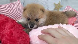 ハーフ犬の動画01