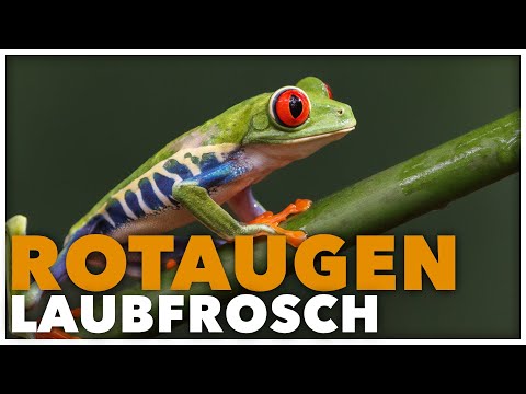 ROTAUGENLAUBFROSCH - Alle wichtigen Informationen in 100 Sekunden
