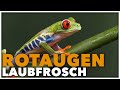 ROTAUGENLAUBFROSCH Alle Wichtigen Informationen In 100 Sekunden