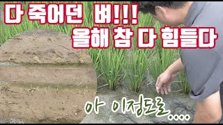 올해 수도작도 힘들다!!! 다 죽어서 다시 심은 벼!!! 이번에는 남다르게 잘 크고 있네? 벼 분얼(분열)수…