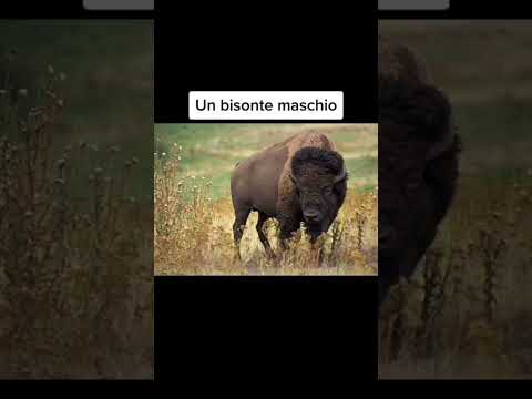 Animali più grandi di quanto pensi