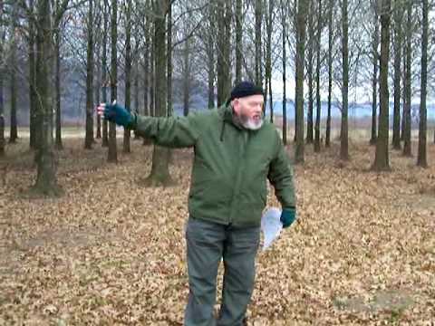 Nutall Oak may be the Loblolly Pine of Hardwoods