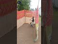 800k View My Home Made Cricket Net You Want Video About This Do Comment Shorts Cricket