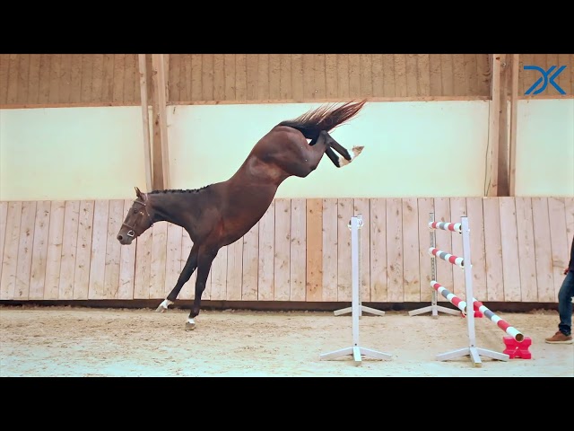 1. Black Forever DK Z