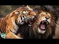 Who Wins Bengal Tiger Or Barbary Lion