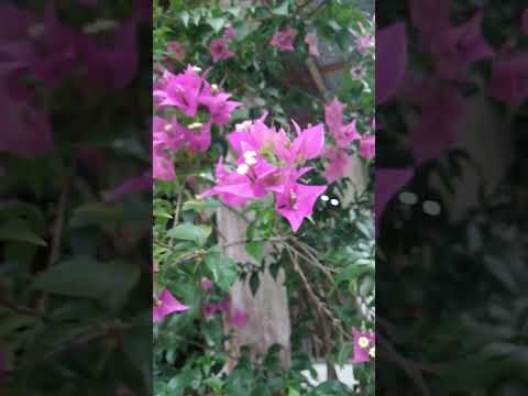 Beautiful Alexander Bougainville #bougainville #flowers #blooming