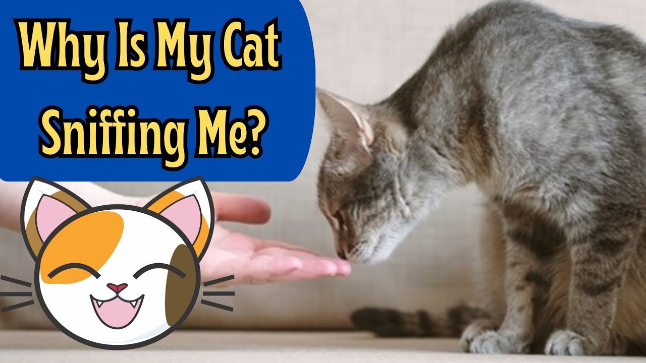 Why Does My Cat Sniff Me When I Come Home?