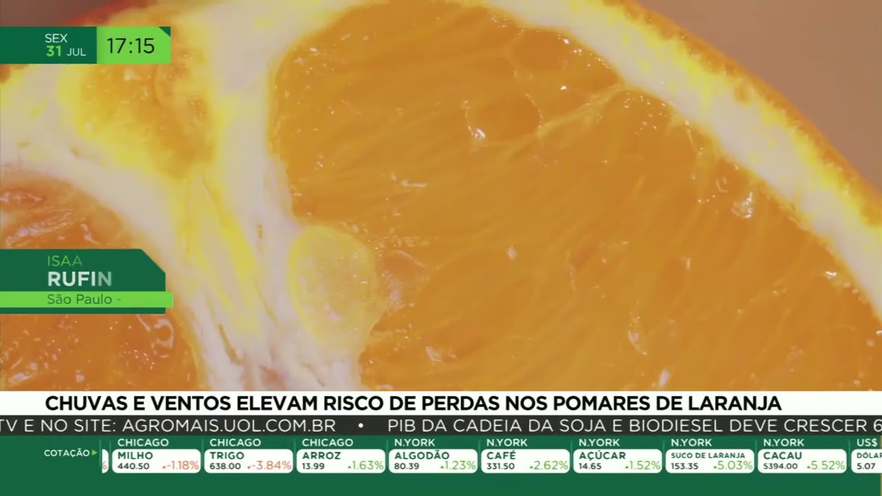 Chuvas e ventos elevam risco de perdas nos pomares de laranja