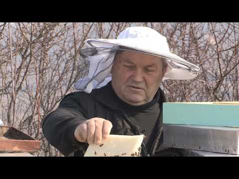 Boja meda ep. 192 09.11.2021. Mikroklima košnice, autentičnost meda, dr Goran Jevtić