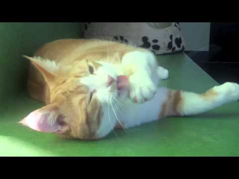 RSPCA Adoption: Adopt a cat