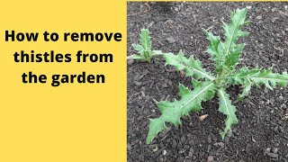 Organic way to remove thistles from the garden