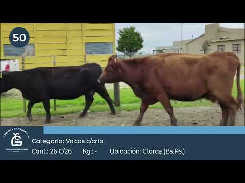 Lote VC C/ Cría  Claraz  Bs As