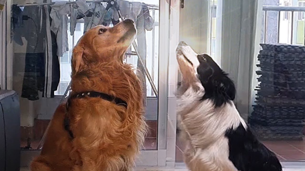 -15℃ 길 잃은 강아지를 주웠는데 보더콜리 ep.2 | 잘가 굴러들어온 돌