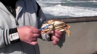preview picture of video 'Crab fishing at Pacifica'