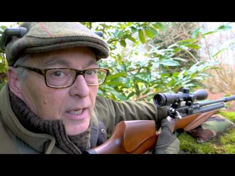 How to get grey squirrels in range How to get grey squirrels in range