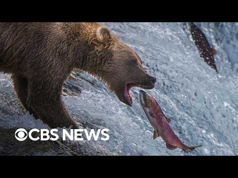Bears feast on salmon at Alaska's Brooks Falls to bulk up ahead of winter