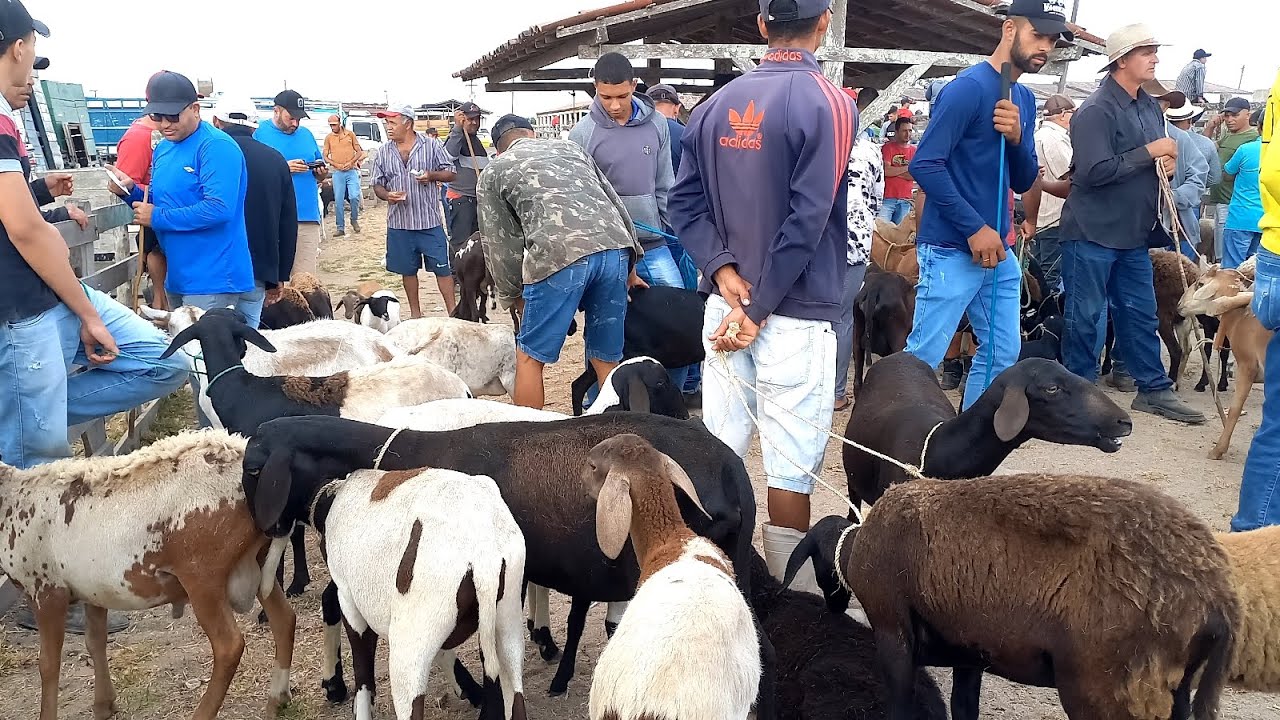 feira das ovelhas/porcos Capoeiras Pe.13/12/24