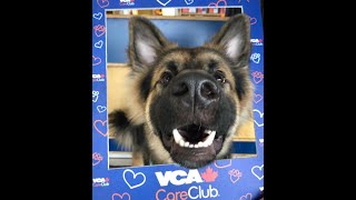 VCA Canada Central Saanich Animal Hospital CareClub Success Story May 2022