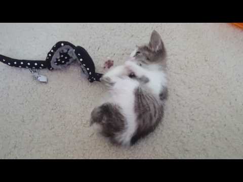 Nyssa and the catnip sunglasses