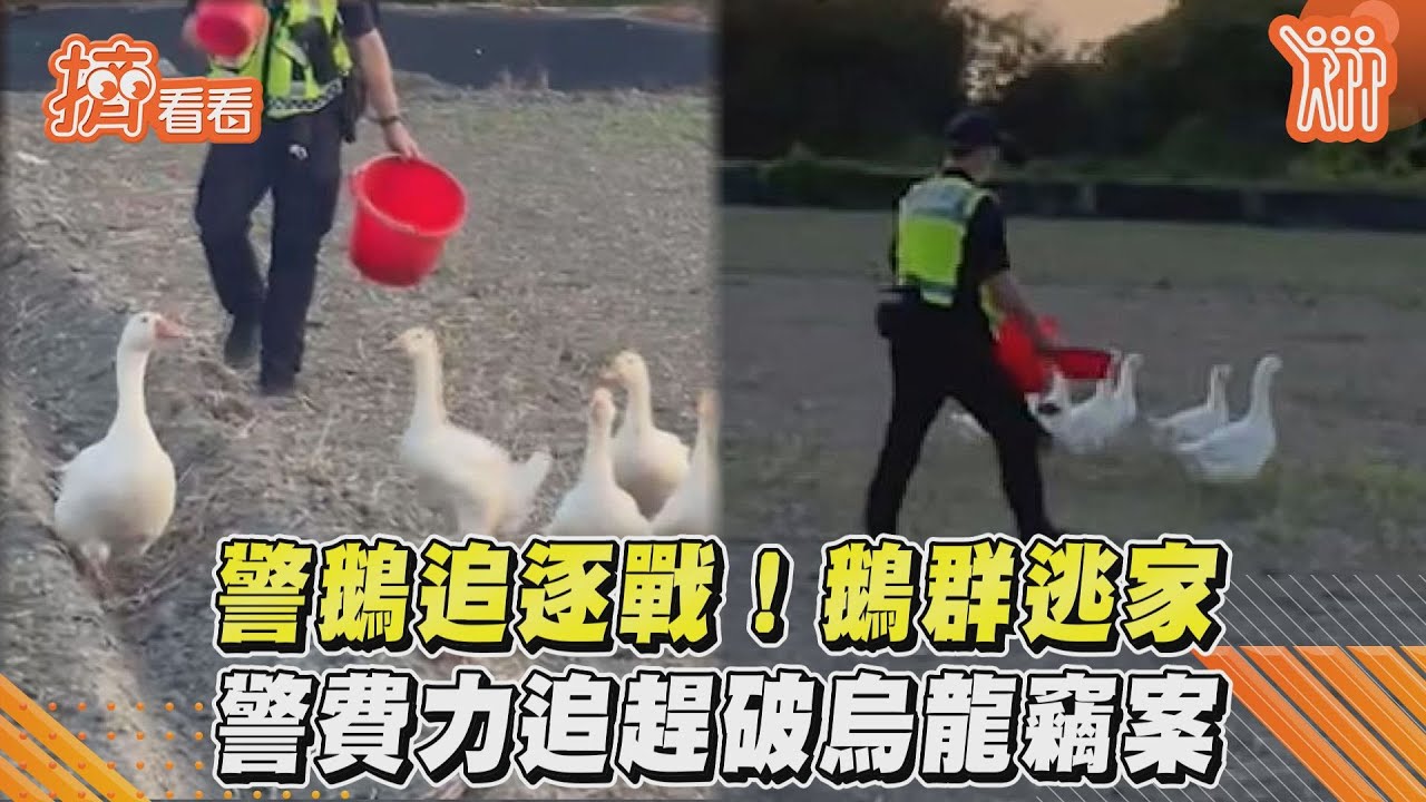 7隻白鵝離家出走!警持水桶田間追 一路驅趕到太陽下山