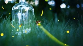 Chris Garneau ♪ Fireflies (French)