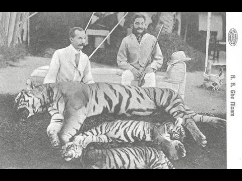 85000 #Tigers Hunted in 50 yrs,  Hunted to extinction in #British Raj. Archive Collection