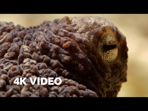 Extraordinary Octopus Takes To Land | 4K UHD | The Hunt | BBC Earth