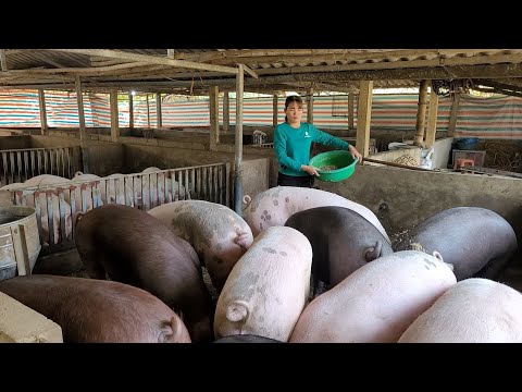 , title : 'How to raise pigs, How to reduce feed costs when pig prices are cheap.  (Episode 110).'