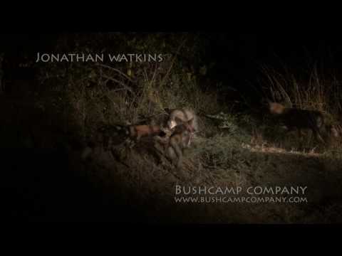 Wild dogs VS white-tailed mongoose on game drive with The Bushcamp Company (Happy Ending)