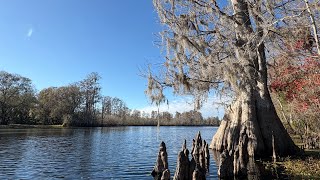 Lettuce Lake Park / Hillsborough River