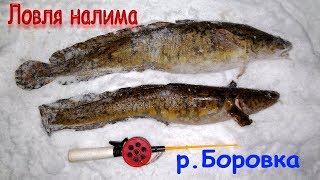 Поиск налима зимой на реке